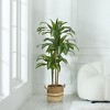 5ft/4ft Artificial Dracaena Tree in Nursery Pot - UV Resistant Faux Floor Plant for Indoor & Outdoor Decor - 2 of 4