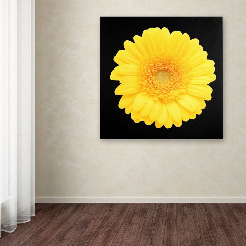 14&#34; x 14&#34; Yellow Gerber Daisy by Anonymous - Trademark Fine Art, 4 of 6