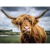 Ravensburger Moments: Highland Cattle Jigsaw Puzzle - 300pc - 2 of 3