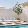 Faux Olive Tree 7ft - Real Touch Leaves & Fruits, PE with Natural Wood Trunk in White Pot - No Watering for Living Room/Office(2pcs) - 2 of 4