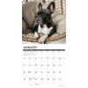 Willow Creek Press 2026 French Bulldogs Wall Calendar - 3 of 4
