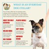 Country Brook Petz Everyday Nylon Dog Collar - 4 of 4