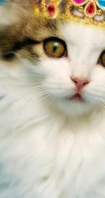 clear push pins bundle