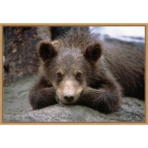 23" x 16" Grizzly Bear Cub Lying Down by Design Pics Danita Delimont Framed Canvas Wall Art - Amanti Art: Nature-Inspired Decor - 1 of 4