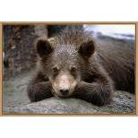 23" x 16" Grizzly Bear Cub Lying Down by Design Pics Danita Delimont Framed Canvas Wall Art - Amanti Art