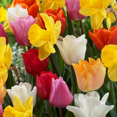 Tulips & Narcissus Pot Luck Mixture Set of 15 Bulbs - Van Zyverden