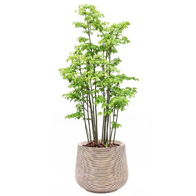 Distressed Tan and White Ribbed Round Planter