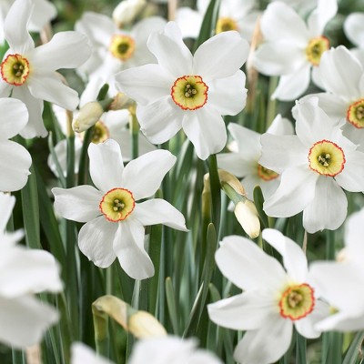 Daffodils Pheasant's Eye Set of 12 Bulbs - White/Red - Van Zyverden