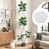 Real Touch Artificial Rubber Tree in White Resin Planter w/Decorative Stones - Faux Fiddle Leaf Style, Tall Indoor Floor Plant for Home Decor - 4 of 4