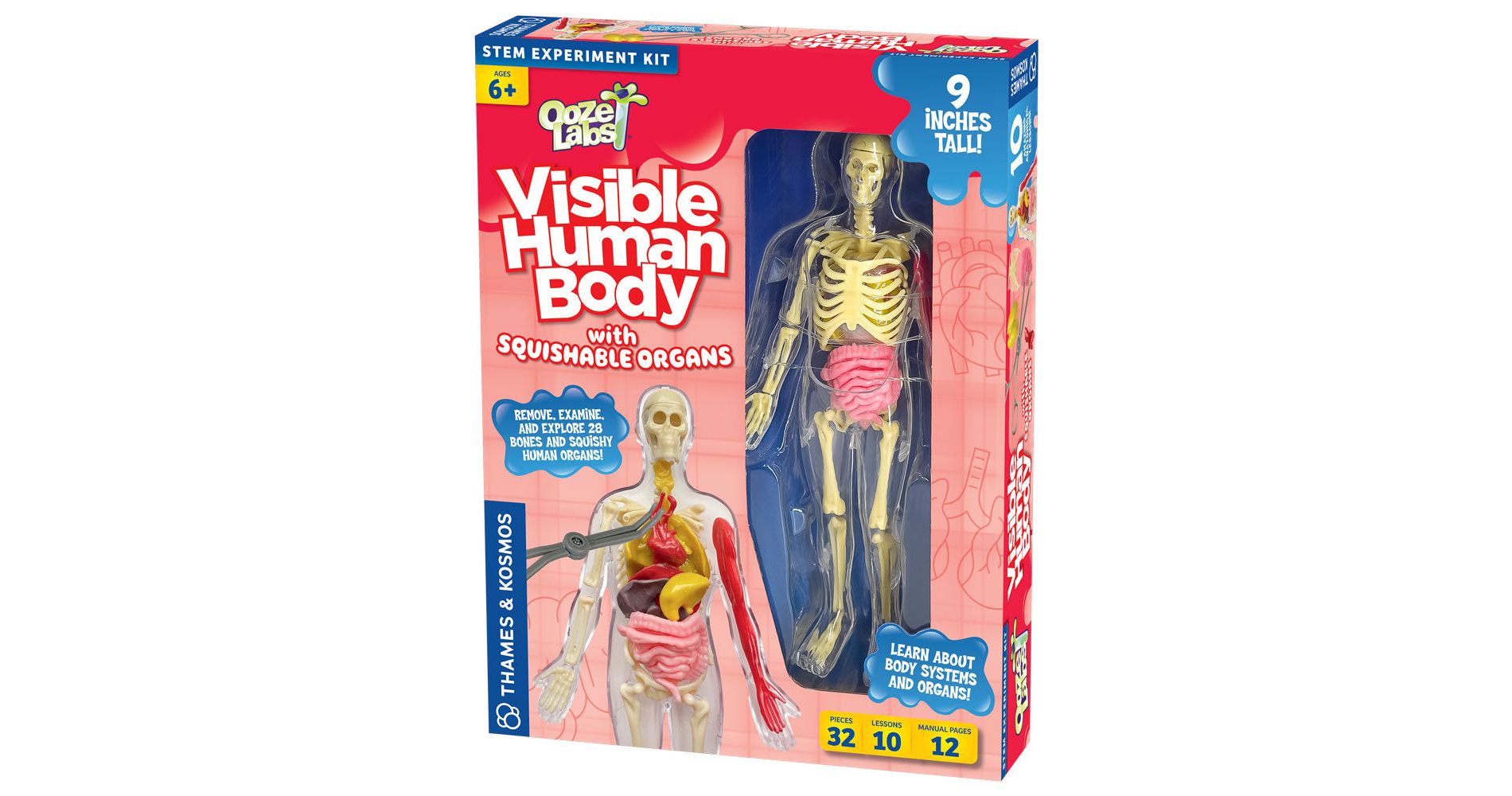 Ooze Labs: Visible Human Body with Squishable Organs