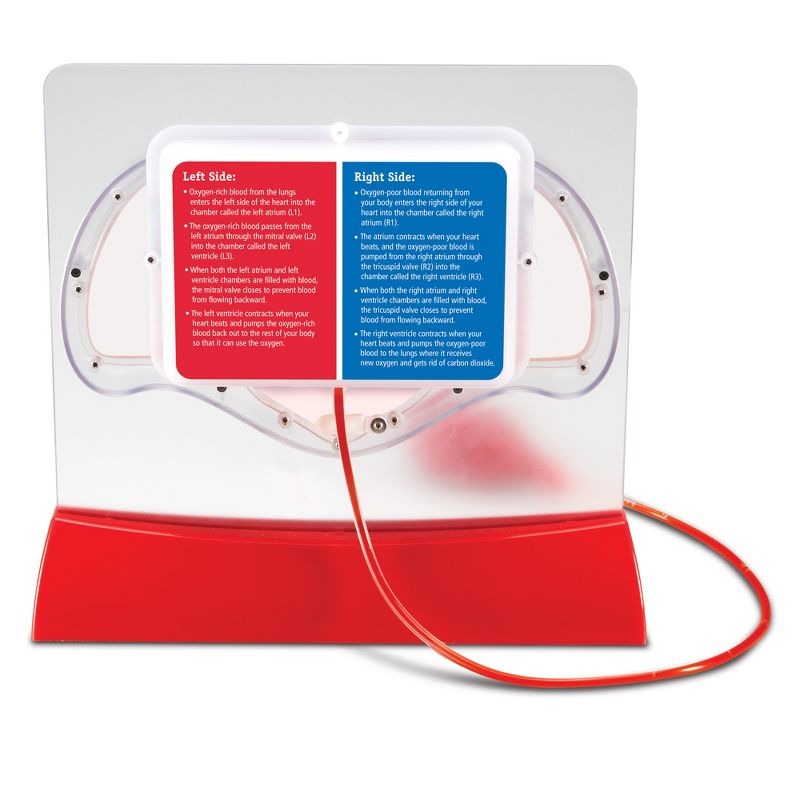 Learning Resources Pumping Heart Model, Science Model, Ages 8+, 3 of 5