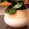 Live 6" Calathea Medallion Houseplant in Chai Planter - 3 of 4