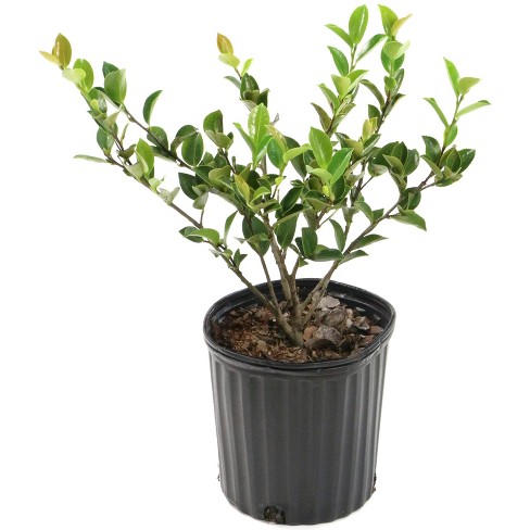 2.5qt Mine No Yuki Camellia Sasanqua Plant - White Blooms, Glossy ...