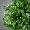 Sullivans Artificial 21" Double Boxwood Topiary - 2 of 4