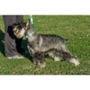 Country Brook Petz Martingale Dog Collar - Christmas Collection - 2 of 4