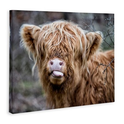 Highland Calf Licking Lips Canvas Print, 30" x 24"