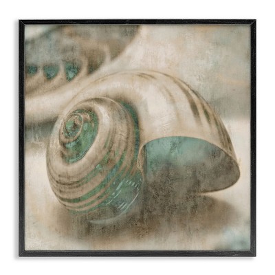 Stupell Industries Centered Sharkeye Seashell, 24" x 24"