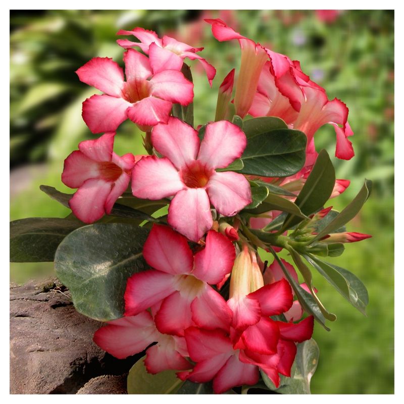 Desert Rose&#39;  1pc - National Plant Network -  Indoor Plant Or U.S.D.A. Hardiness Zones 10 - 11, 5 of 6