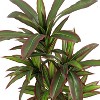 Tree City 4 Ft Artificial Dracaena Tree in White Planter – Realistic Fake Yucca Plant for Home & Office Decor - 4 of 4