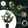Syemin Artificial Plants 2pcs 3ft Artificial Camellia Trees Indoor Outdoor Faux Potted Plant for Home Decor Chr, Beige, 5.51"*5.51"*35.43" - 4 of 4