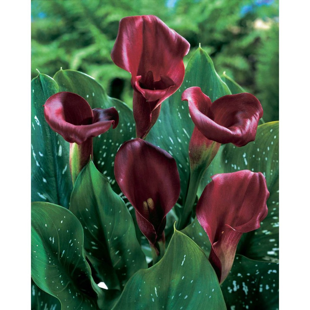 Photos - Garden & Outdoor Decoration Van Zyverden Set of 5 Callas Bulbs Majestic Red