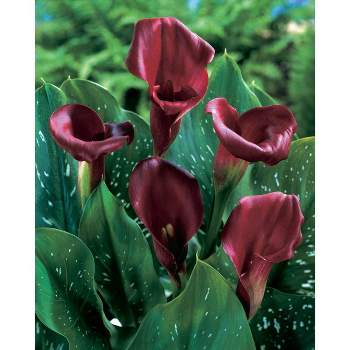 Van Zyverden Set of 5 Callas Bulbs Majestic Red