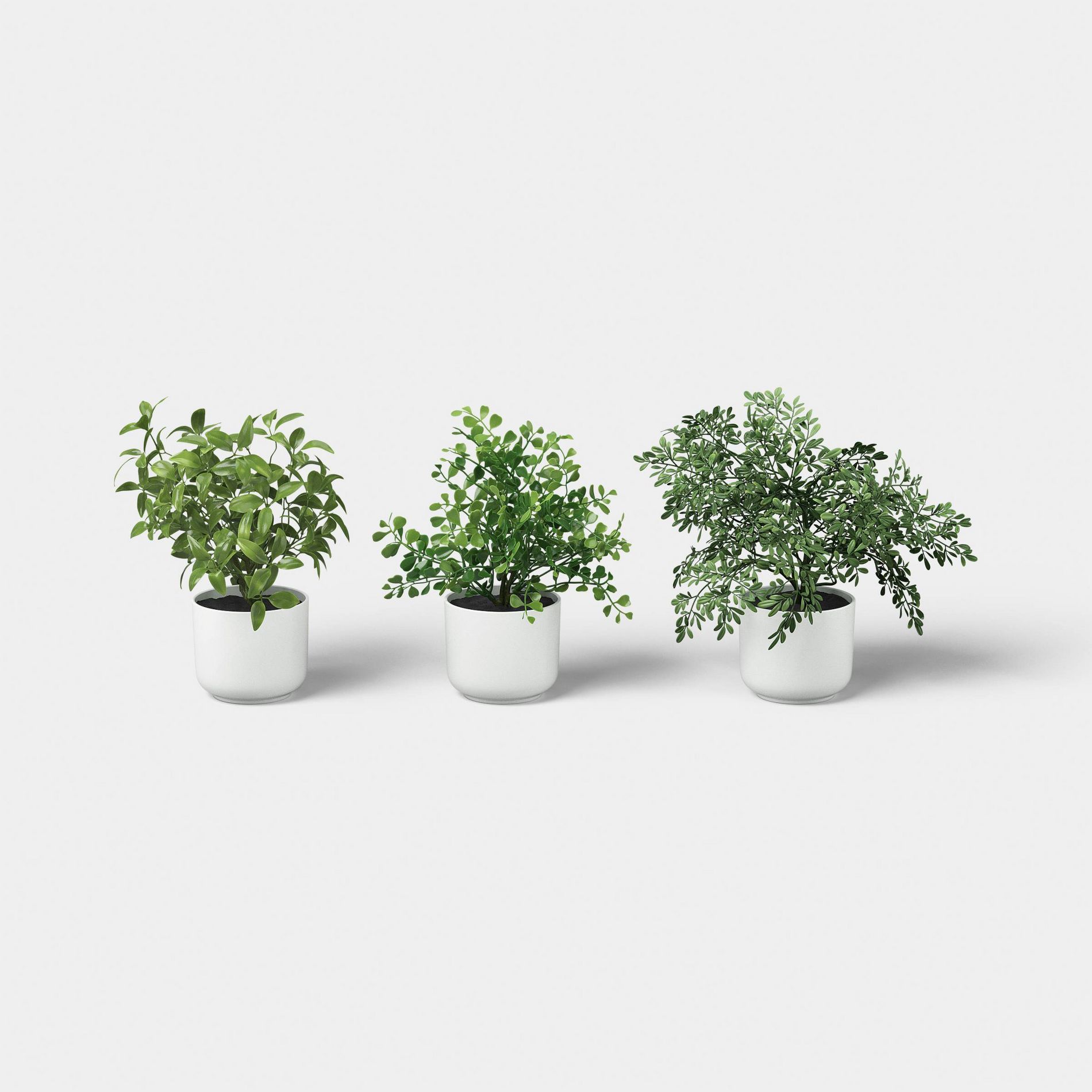 7.5" Herb Multipack in White Pot - Room Essentials™