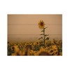 Trademark Fine Art Dan Ballard Sunflowers Fog Wood Slat Art - 3 of 4
