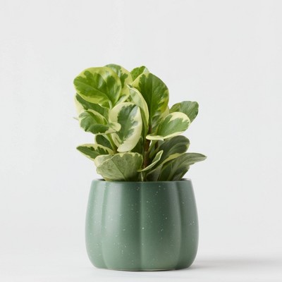 Halloween Enchanted Pumpkin Live Houseplant Green - good Little Garden™