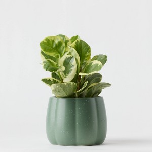 Halloween Enchanted Pumpkin Live Houseplant Green - good Little Garden™ - 1 of 4