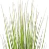 Green/Burgundy Flax Grass Potted - 2 of 4