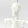 60" Poseable Skeleton Halloween Decorative Prop Iridescent - Hyde and EEK! Boutique™ - 3 of 3