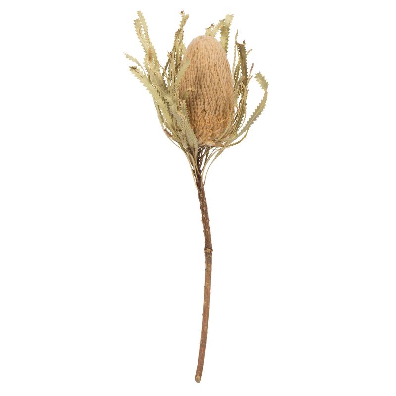 Vickerman 12" Natural Jumbo Banksia Flower with Stem, 1 of 7