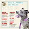 Country Brook Petz Premium Nylon Dog Collar with Metal Buckle for Small Medium Large Breeds - Vibrant 30+ Color Selection - 4 of 4