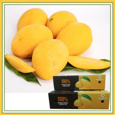 Fresh Banganapalli Mangoes Pack Of 8