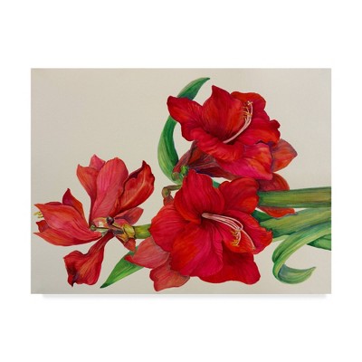 24" x 32" Amaryllis Standing Tall by Joanne Porter - Trademark Fine Art