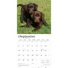 BrownTrout Chocolate Labrador Retriever Puppies 2026 12"x24" Hanging Square Wall Calendar Plastic-Free - 4 of 4
