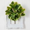 Nearly Natural 23-in Rubber Leaf Artificial Plant (Real Touch) (Set of 3) - 2 of 3