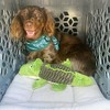 KindTail PAWD Cat and Dog Crate Pad - 3 of 3
