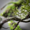 Sullivans Artificial 35" & 56" Mossy Branch Set of 2 - 2 of 2