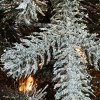 6.5' Flocked Feel Real Hinged Morgan Spruce Artificial Christmas Tree Clear Lights - National Tree Company - 4 of 4