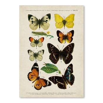 Americanflat Animal Educational Butterfly Specimen Diagram By Samantha Ranlet Poster