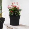 Bloem Posy Round Resin Planter Pot Indoor and Outdoor Gardening - 2 of 4