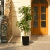 DR.Planzen UV Resistant Artificial 6-7FT Tall Pre Potted Dracaena Tree with White/Brown/Black Tall Square Planter for Indoor Outdoor House Home Decor - 3 of 4