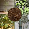 Soil Sunrise Olive Tree Potting Soil Mix, for Planting, Repotting, Growing Plants - 3 of 4