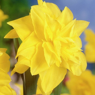 Set of 12 Daffodils Bulbs Golden Ducat - Van Zyverden