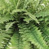 Floral Home Premium Morgan's Boston Fern - 3-Set - 2 of 3