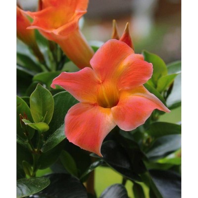 3pc Dipladenia Diamantina &amp;amp;#39;Opal Orange Coral&amp;amp;#39; - National Plant Network