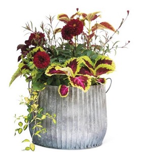 Gardener's Supply Company Galvanized Steel Ribbed Barrel Planter | 12" Diameter Indoor Outdoor Rust-Proof & Watertight Container for Plants & Flowers - 1 of 3