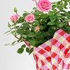 4" Mini Roses Light Pink - Good Little Garden™ - 3 of 3